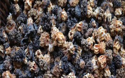 18, March 2021 , BONISEAFOOD INC NEWS. Limited offer of Dried Sea Cucumber Flowers (BROWN SEA CUCUMBER (PATALLUS MOLLIS))