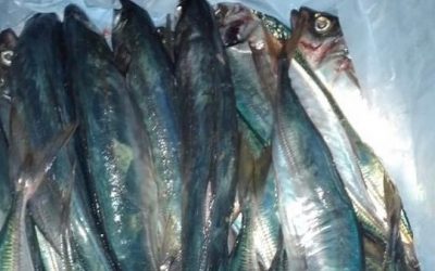 27 May 2021, CHILE . Good news, CHILEAN JACK MACKEREL (TRACHURUS MURPHYI) arrivals in Chile!