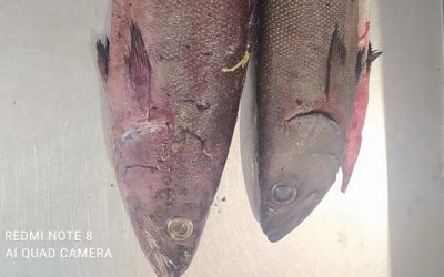 23 JUNE 2021, ECUADOR. Good news, OIL FISH/ RUVETTA (Ruvettus pretiosus) arrivals in ECUADOR from BONI SEAFOOD INC!