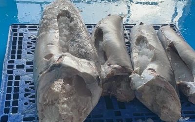 13 MAY, 2021 ECUADOR NEWS. The season of SWORDFISH (XIPHIAS GLADIUS) is open.