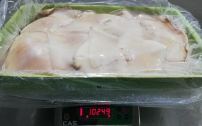 15, November 2021 ,  ECUADOR NEWS. Giant Squid  (Dosidicus gigas) WINGS skinless , mix szes, block frozen 10KG/ SACKS 20KG