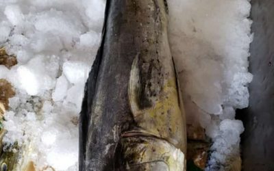 October – December , 2020. ECUADOR NEWS. The catch season opens MAHI MAHI ( CORYPHAENA HIPPURUS) : A Powerhouse of Healthy Protein.