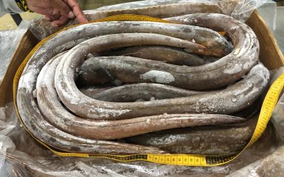 27 Septimber, 2020. ECUADOR NEWS. OFFER SEA EEL (OPHICHTHUS REMIGER)