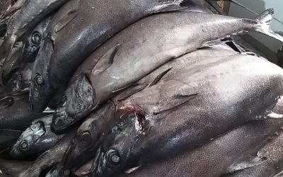May 2020, ECUADOR. Good news,  OIL FISH / ESCOLAR (LEPIDOCYBIUM FLAVOBRUNNEUM) arrivals in Ecuador!