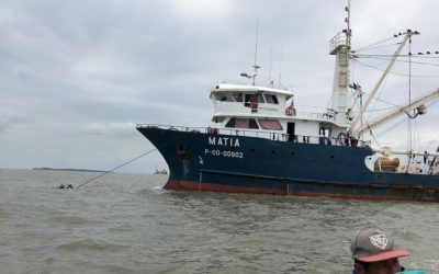 March 2020, Ecuador. Wild catch shrimp TITI SHRIMP (PROTRACHYPENE PRECIPUA)