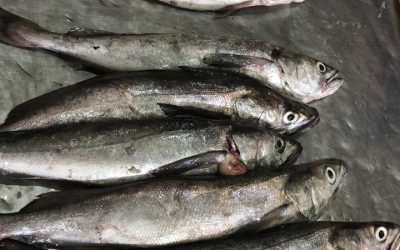 27, February 2021 , ECUADOR NEWS.  SOUTH PACIFIC HAKE (MERLUCCIUS GAYI)