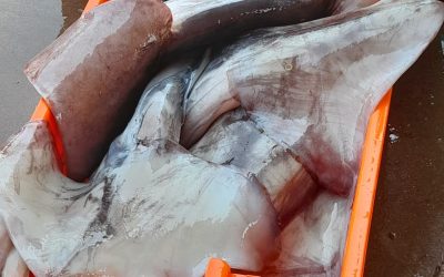23, February 2021 , PERU NEWS. The season 2021 of GIANT SQUID (DOSIDICUS GIGAS) is open
