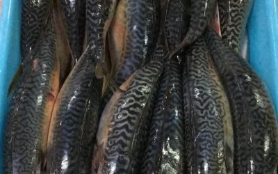 09, February 2021 , ECUADOR NEWS.  The season 2021 of Mackerel is open