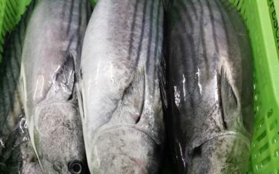 20 January 2021, Ecuador and Peru.  Striped bonito is a pelagic-neritic fish that forms shoals with small tunas.