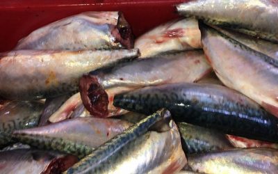 17 December, 2020, ECUADOR.  NEW YEAR’S EVE OFFER FRESH FROZEN MACKEREL.  Shipment December. HGT 200-400GR, BF.
