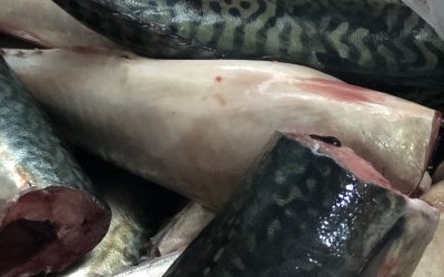 18 November, 2020. ECUADOR NEWS. Plant#3 The many reasons why eating mackerel and herring is so good for your health.