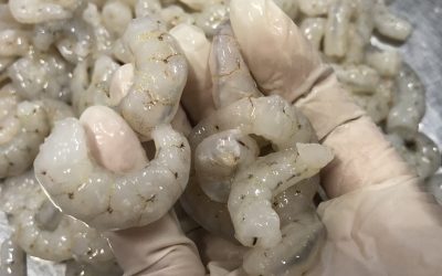 07 Septimber, 2020. ECUADOR NEWS. Plant #4. OFFER  Wild peeled ECUADOR Shrimps TITI / Pomada (Potrachypene Precipua) is a type of small size varies 15-25mm.