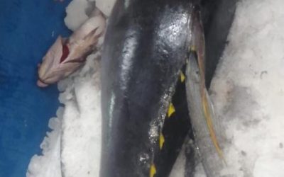30 June 2020, ECUADOR’s tuna fishery