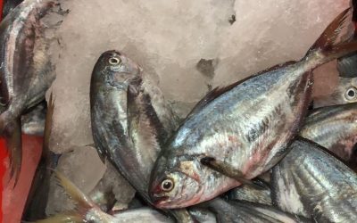 15 June 2020,  ECUADOR NEWS.  Wild-caught BUTTERFISH (PEPRILUS MEDIUS) ALL SIZE WR.
