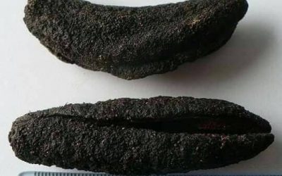 Septimber, 2020. PERU NEWS. Plant #5. We are glad to offer you sea cucumber from our processing facility in Peru.
