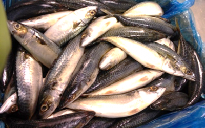15 October, 2020. FRESH AND FROZEN FISH Mackerel WR BF 20kg box from PERU.