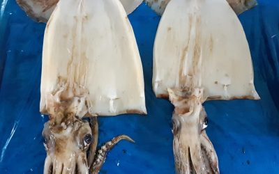 27 JANUARY 2022, ECUADOR and PERU. Squids are healthy seafood that have become a familiar element of the daily diet. We talk about the health benefits and dangers of squid in our material.