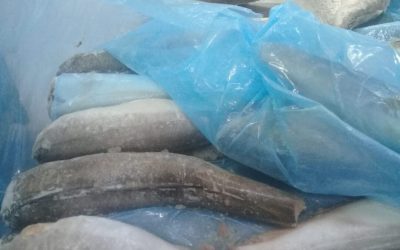 18 MAY 2022 ARGENTINA.  OFFER Argentinian hake (Merluza hubbsi).