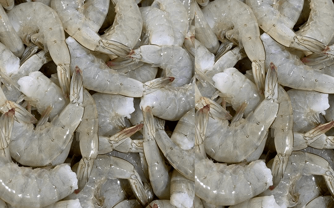 16 MAY 2022 ECUADOR. BONISEAFOOD INC can offer WHITE KING PRAWN (PENAEUS VANNAMEI) HLSO and HOSO.