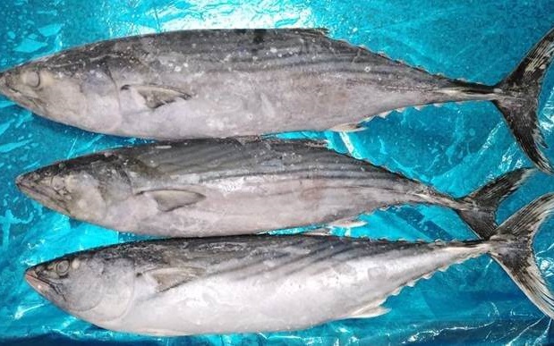 04 AUGUST 2022, PERU.   BONISEAFOOD INC offer EASTERN PACIFIC BONITO (SARDA CHILIENSIS CHILIENSIS).  WR , size 1-3KG.