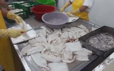 12 AUGUST 2022, ECUADOR.   BONISEAFOOD INC offer BABY GIANT SQUID (DOSIDICUS GIGAS), fillet, size 500-1000/ 1000GR UP.