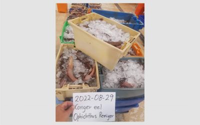 Ecuador news , 22/09/2022 . SEA EEL (OPHICHTHUS REMIGER) Size 100-200/200-400/400+.