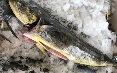 09 DECEMBER 2022. BONISEAFOOD INC offer MAHI MAHI (CORYPHAENA HIPPURUS)
