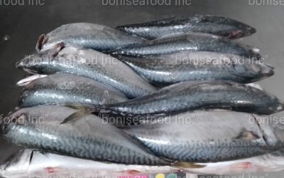 29 JANUARY 2023. Good news! Today, BONI Seafood INC, as always, offers the best quality -PACIFIC MACKEREL (SCOMBER JAPONICUS) WR