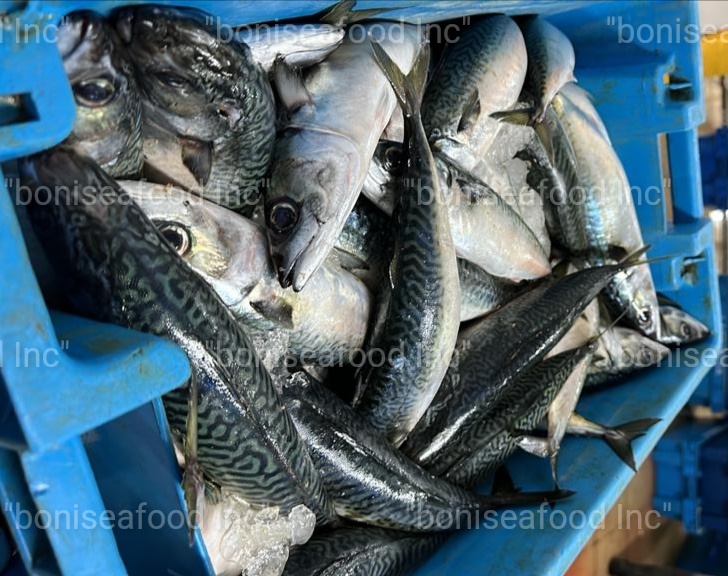 17 FEBRUARY 2023. Good news! Today, BONI Seafood INC, as always, offers the best quality – PACIFIC MACKEREL (SCOMBER JAPONICUS)