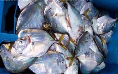 19 MARCH 2023. Good news again! BONI Seafood INC has an excellent offer for you! PACIFIC MOONFISH (SELENE PERUVIANA)