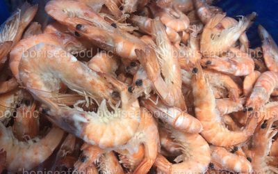 05 APRIL 2023, ECUADOR.  There are never too many prawns – WHITE KING PRAWN (PENAEUS VANNAMEI) СHOSO