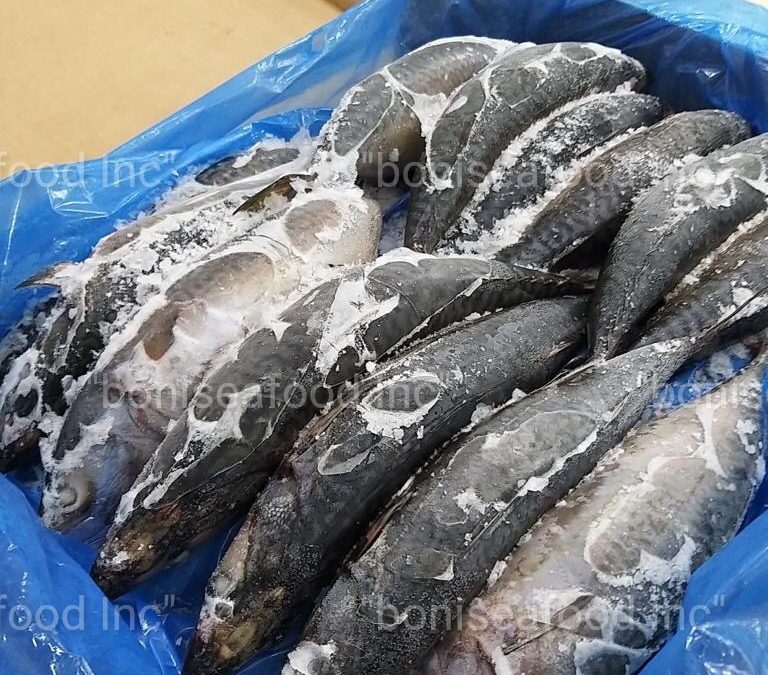 15 MAY 2023, ECUADOR. Good news! Available for order again – PACIFIC MACKEREL (SCOMBER JAPONICUS)