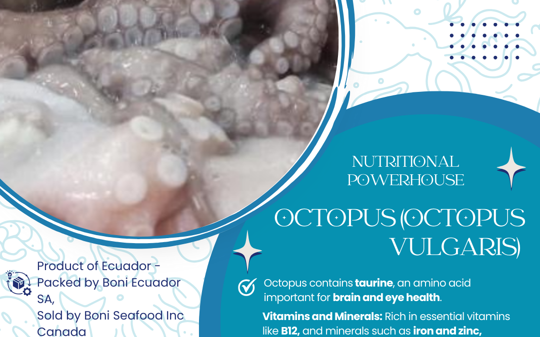 OCTOPUS VULGARIS. DIVE INTO THE WORLD OF OCTOPUS WITH BONI SEAFOOD!