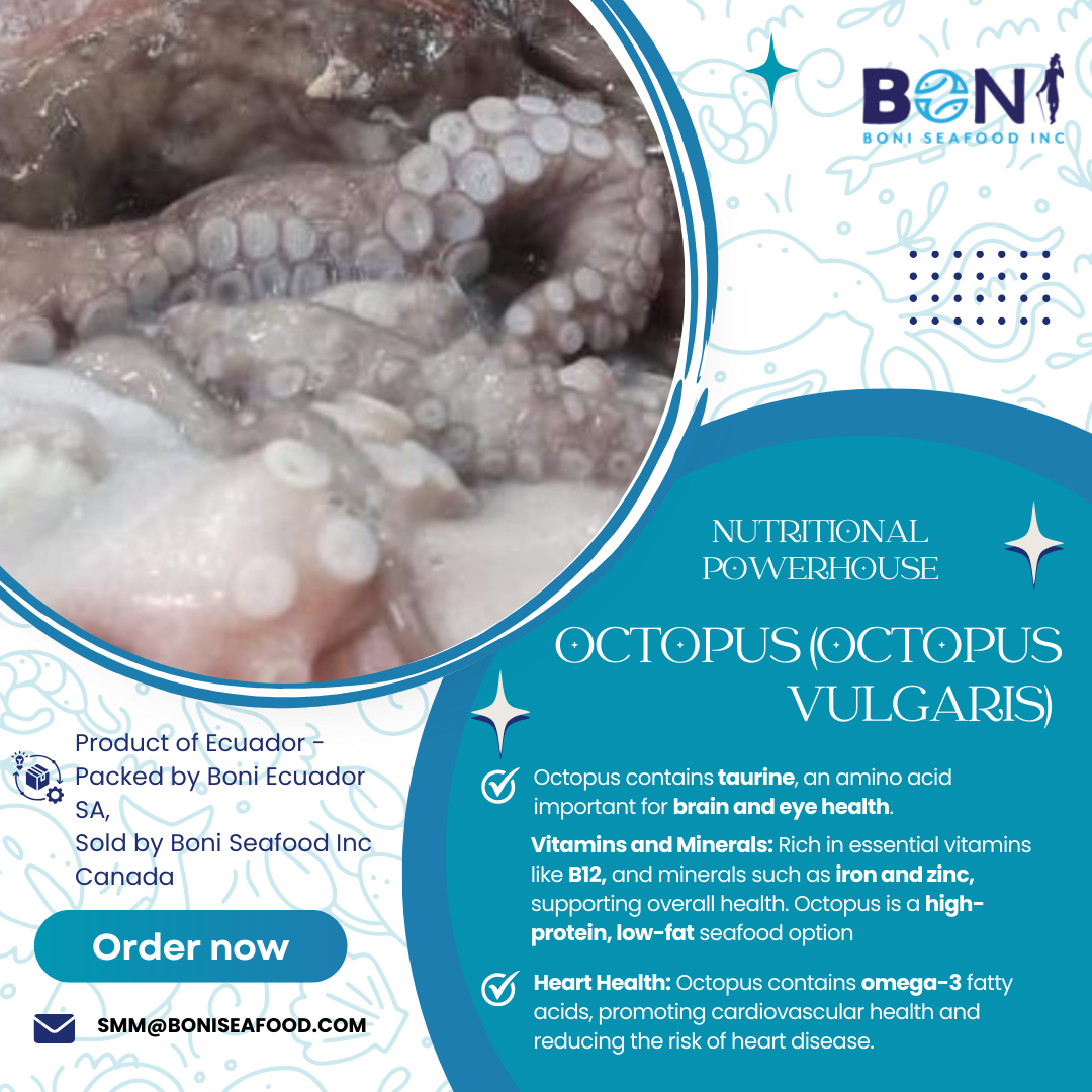 OCTOPUS VULGARIS. DIVE INTO THE WORLD OF OCTOPUS WITH BONI SEAFOOD! 