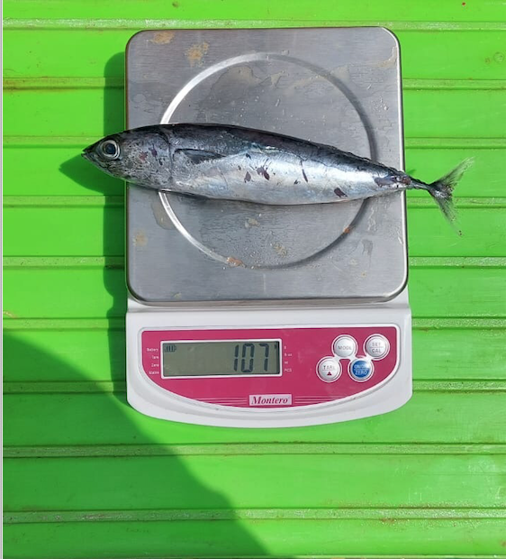 Our WR 100-200 Bullet Tuna