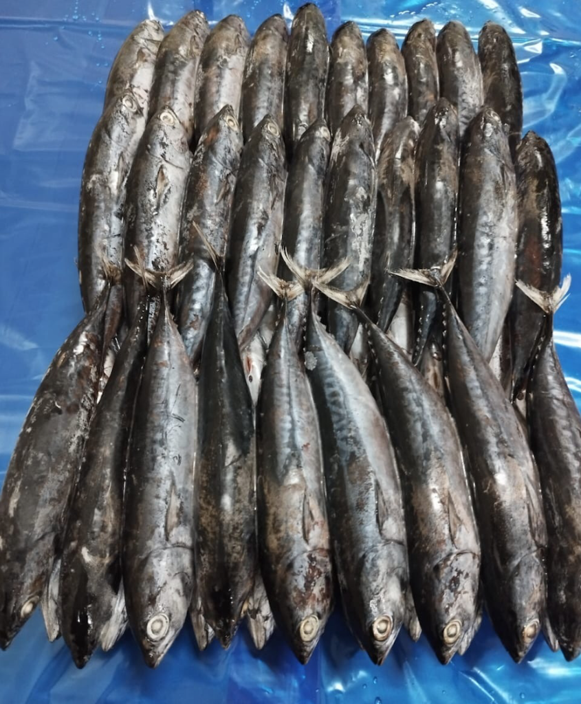 Boni Seafood, WR 100-200 Bullet Tuna