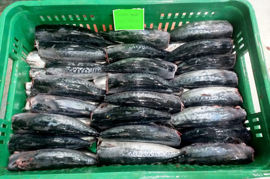 Boni Seafood, HGT 200-400 Bullet Tuna