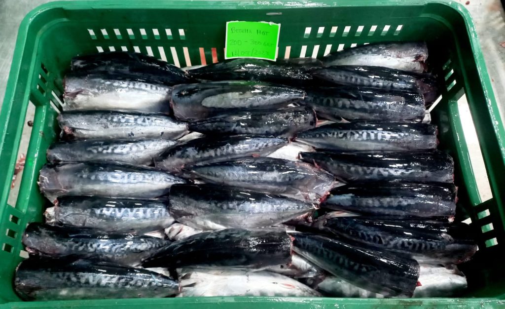 BULLET TUNA, HGT, IN BULK 200-400 GR_4 Our email newsletter for canneries -BULLET TUNA, HGT, IN BULK 200-400 GR_4 mackerel, bonito_hgt