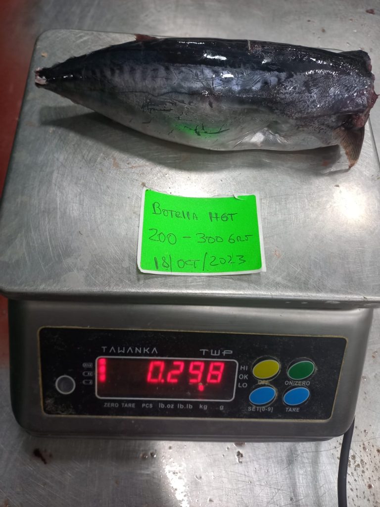 Boni Seafood, Bullet Tuna HGT 100-200