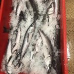 Our South Pacific Hake weekly offer from Boni Seafood SP Hake HGT